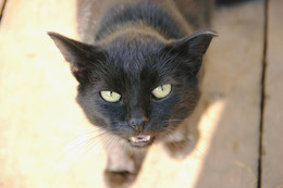 Black Cat / ***