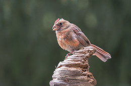 male juvenile of Northern Cardinal / Northern Cardinal