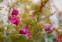 Nach dem Regen / ***