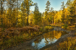Herbstwald / ***