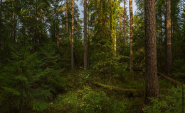 Waldlandschaft / ***