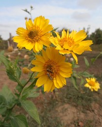 Herbstblumen / ***