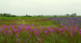 Nach dem Regen / ***