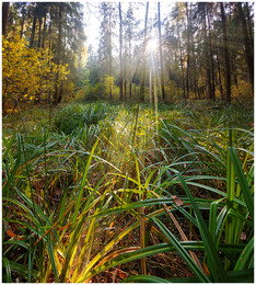 Herbstwald / ***