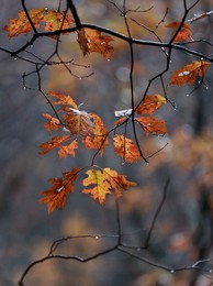 Herbst Skizze ... / ***