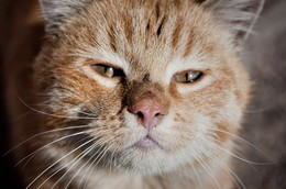 solar cat / No comments.