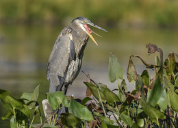 &nbsp; / Great Blue Heron