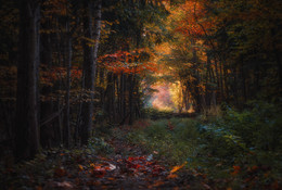 Herbst im Wald / ***