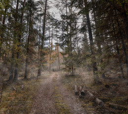 Spaziergang durch die herbstlichen Wälder / ***