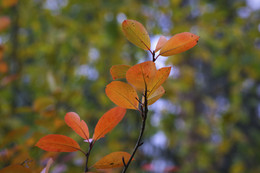 Blätter im Herbst / ***