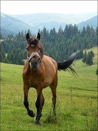 In den Karpaten / ***