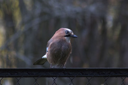 Vogel / ***