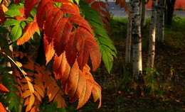 Herbst Färbung / ***