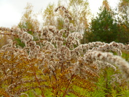 Herbst Färbung / ***