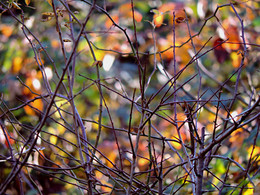 Herbst Färbung / ***