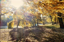 Herbst Färbung / ***