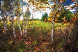 Herbst Färbung / ***