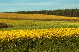 Herbst Färbung / ***