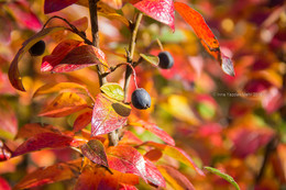 Herbst Färbung / ***