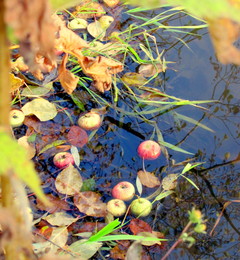 Herbst Färbung / ***