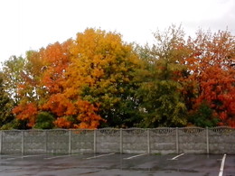 Herbst Färbung / ***