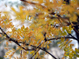 Herbst Färbung / ***