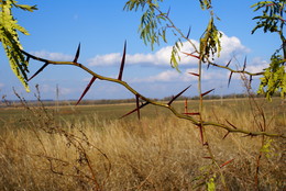 Herbst Färbung / ***