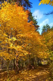 Goldener Herbst / ***