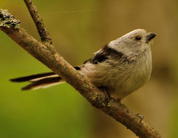 Long-tailed Tit / ***