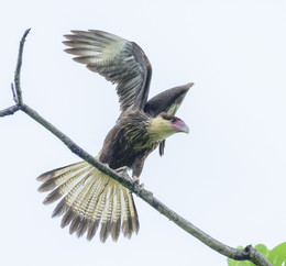 Northern crested caracara / ***