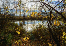 Blätter im Herbst / ***