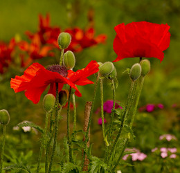 Mohn / ***