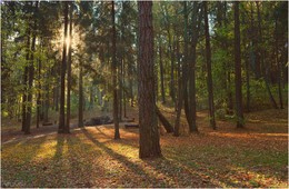 Herbst im Park / ***