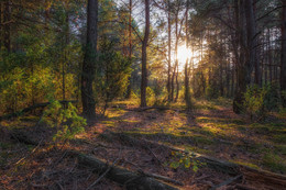 Wald Sunset / ***