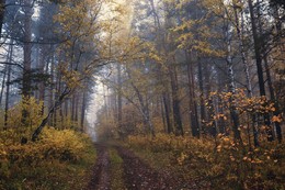 Herbst im Wald. / ***