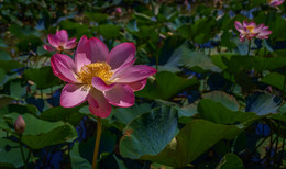 Lotusblumen / ***