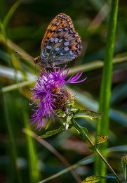 Schmetterling / ***