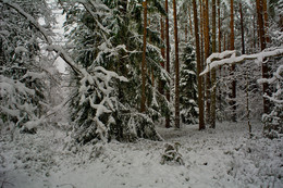 Winterwald / ***