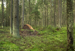 Wald im September / ***