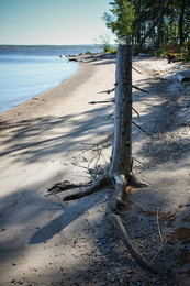 dead tree / No comments.