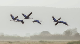 Fliegen Zugvögel ... / ***