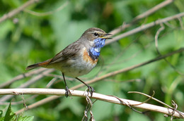 Blaukehlchen / ***