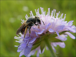 auf einer Blume / ***