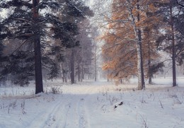 Herbstwald / ***