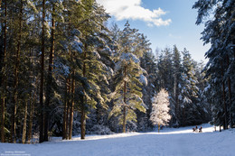 Winterwald. / ***