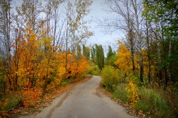 Autumn road / ***