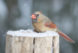 Northern Cardinal (female) ~ Winter scene / ***