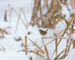 Bleiben Sie in den Winter / ***