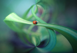 ladybug / sony nex7 e30macro