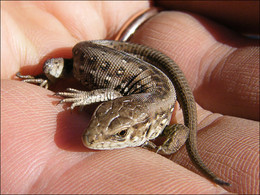 Mistress of Copper Mountain / ***